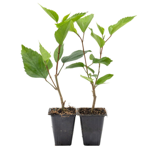 2 Brilliant Hibiscus in 3.5" Nursery Cubes | Hibiscus rosa-sinensis ‘Brilliant’ | Tropical Red Flowering Shrub for Containers, Patios & Gardens | Ready-to-Plant Live Starters