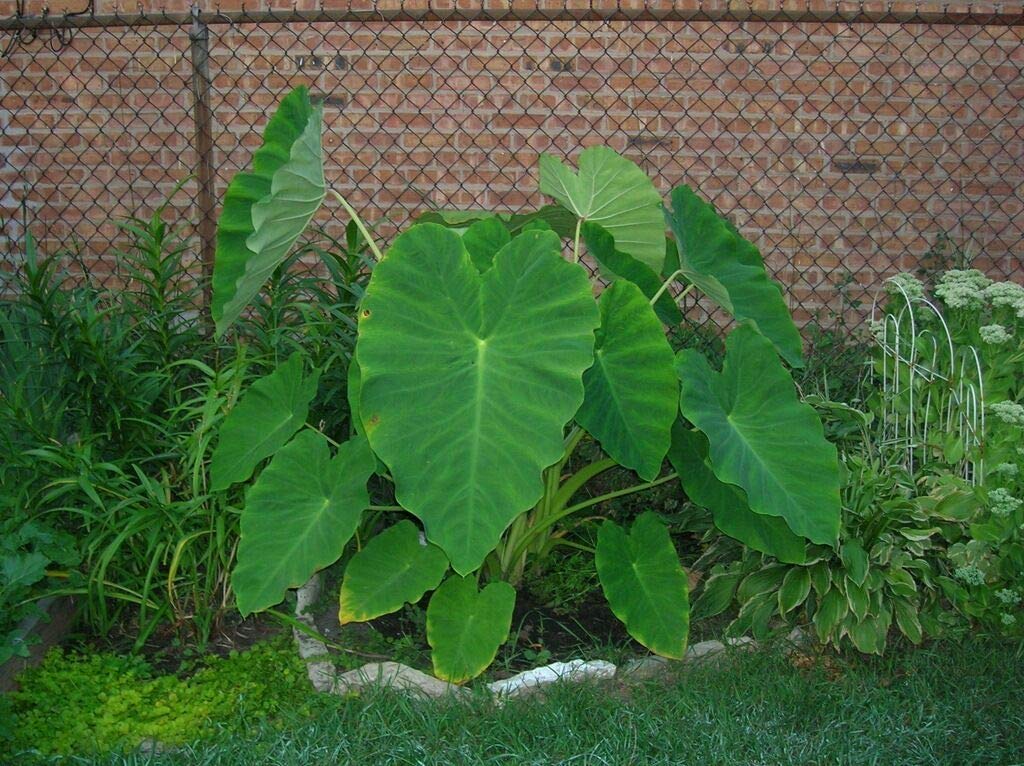 5 Live Bulbs Colocasia Esculenta Elephant Ear Taro Gabi Kalo Eddo Ready to Grow Leaves Tree Live Planting by Greenhouse PCA