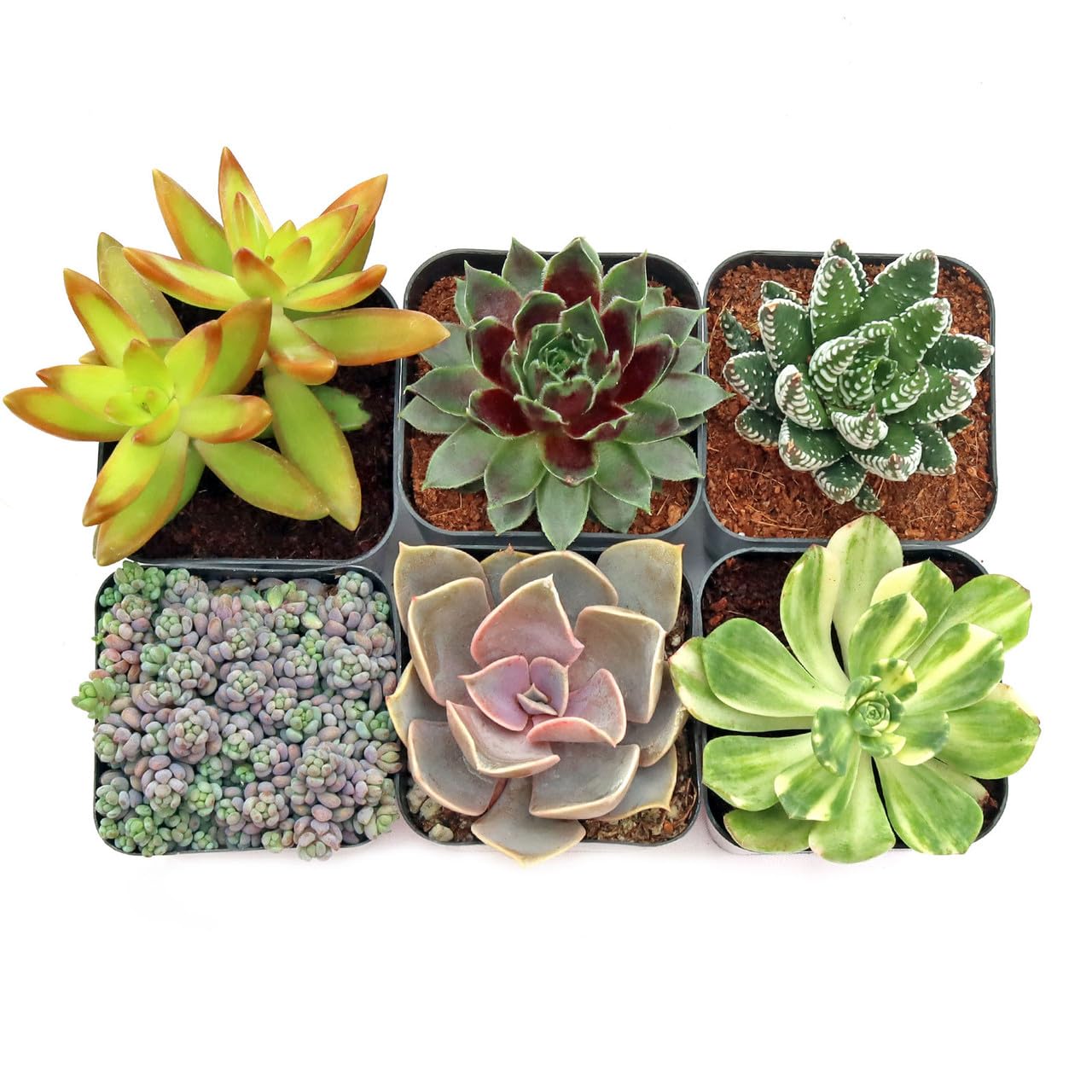 Mountain Crest Gardens Ultimate Succulent Variety Pack - 6 Unique Live Plants, Rooted in 2 inch Pots - Indoor/Outdoor Real Succulents for Garden Decor, Favors, DIY Arrangements