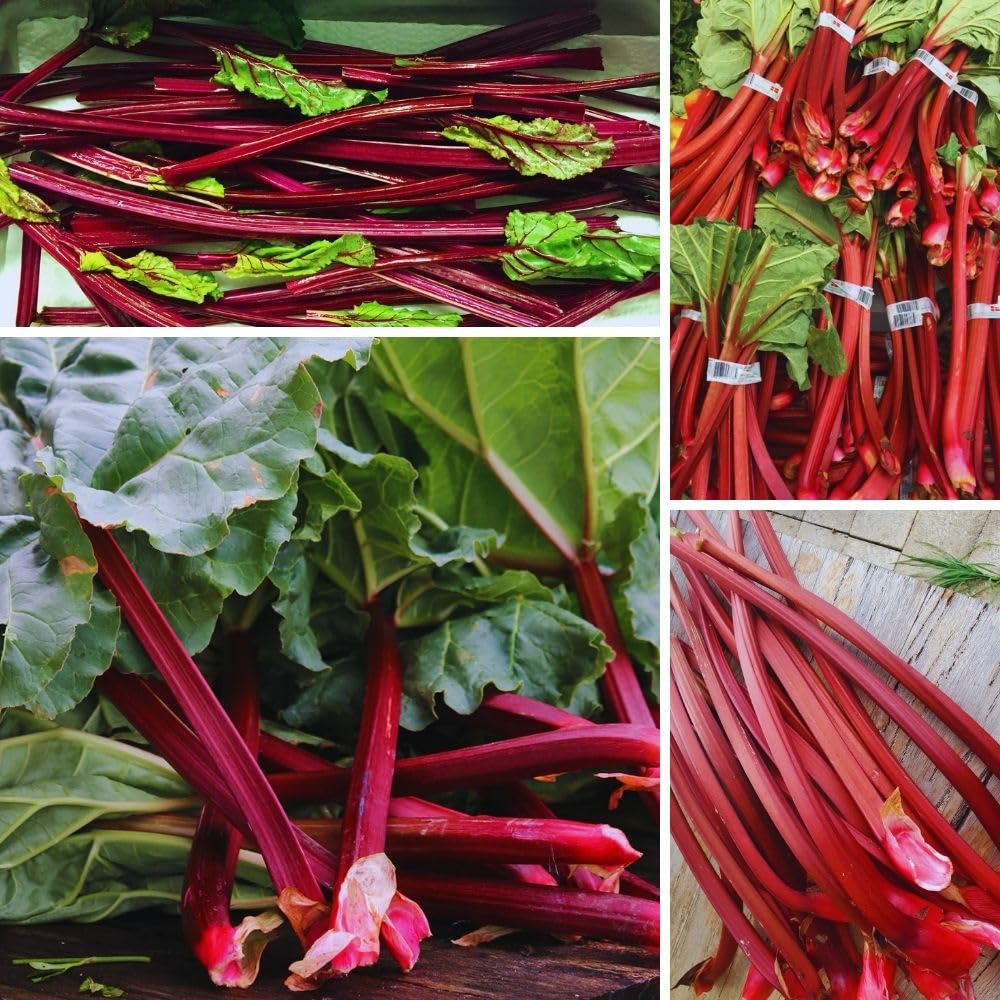 Red Rhubarb Plant for Planting, Rhubarb Bare Roots, 4 to 6 Inc in Height, Perennial Vegetable Plant, Zone 3 to 8