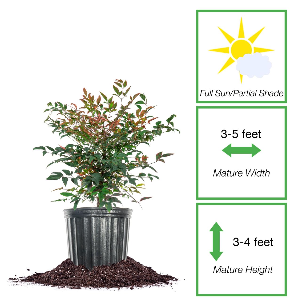 PERFECT PLANTS Gulfstream Nandina 3 Gal. Pot | Heavenly Bamboo | Low Maintenance | Vibrant Color Changing Foliage