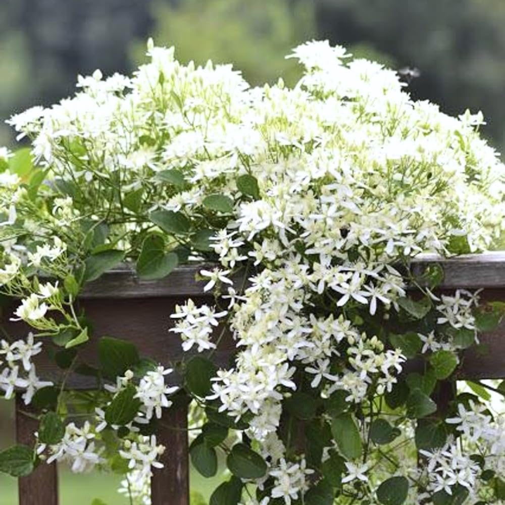 3 Sweet Autumn Clematis Plants Live Well-Rooted in 4” Pots, Fast Growing Fragrant Flowering Vine for Outdoor Garden and Trellis