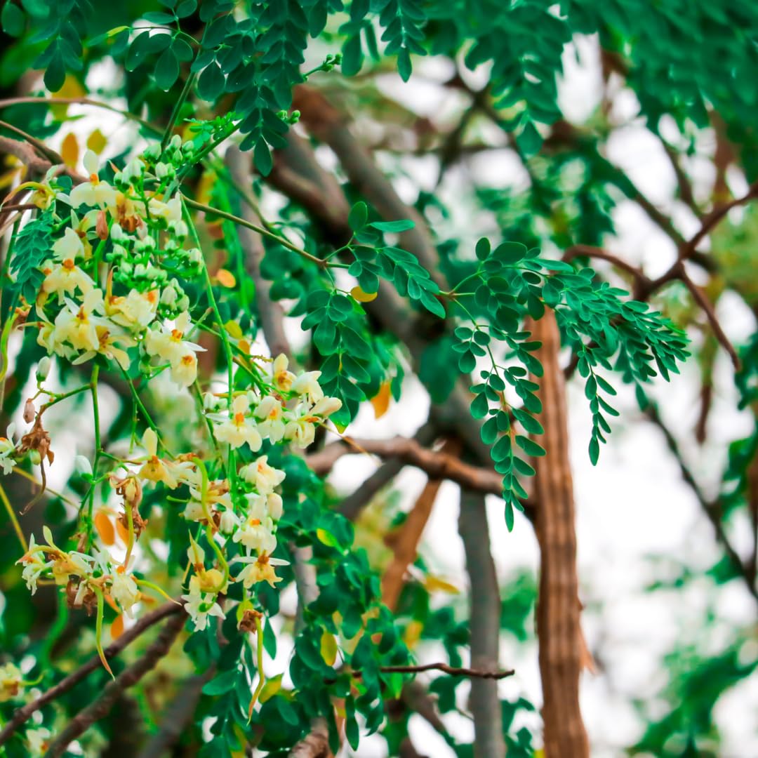 1 Pack 2 Moringa Trees Live Plants, Drumstick Malunggay Tree, Moringa Oleifera Herb Horseradish, 5 to 10 Inc Tall