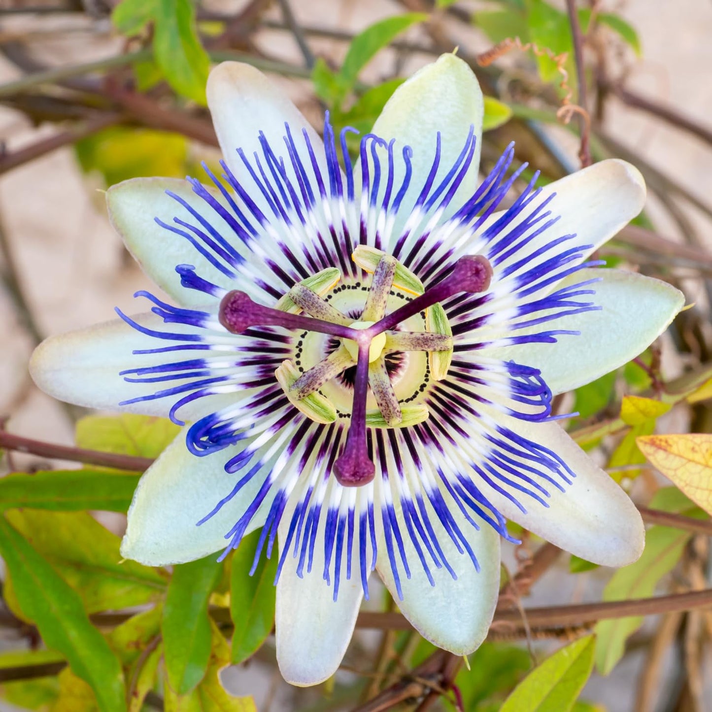 Set 2 Passion Flower Plants Live, Well Rooted Passiflora Flowering Vine 4-7'' Tall, Vibrant Blooms for Garden or Containers (White Blue)