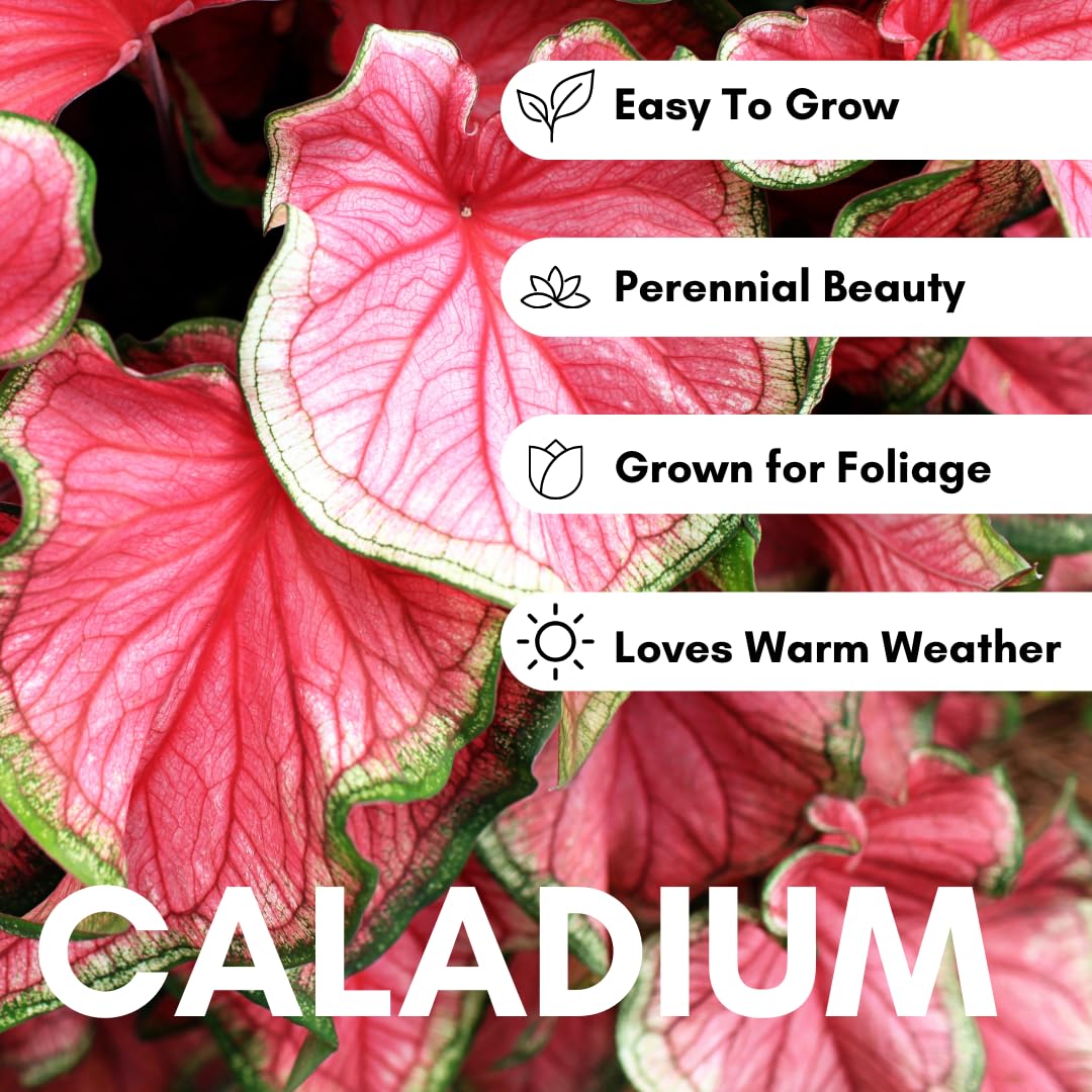 Pink Princess Caladium Bulbs for Planting – Vibrant Pink & Green Spotted Leaves, Easy-Grow Shade Plant, Tropical Color for Garden Beds, Borders & Containers (6 Bulbs)