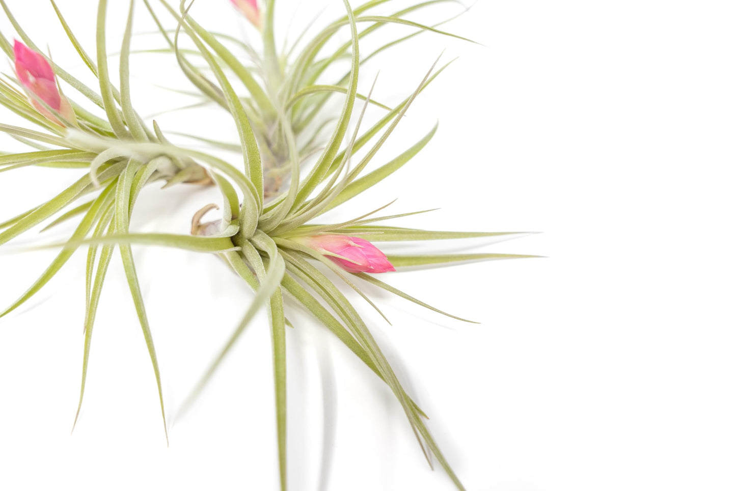 (Pack of 3) Tillandsia Stricta Aeranthos Hybrid Air Plants - Blooms Vary Due to Seasonality - Wholesale and Bulk - Succulents - Live Tillandsia - Easy Care House Plants by Air Plant Shop