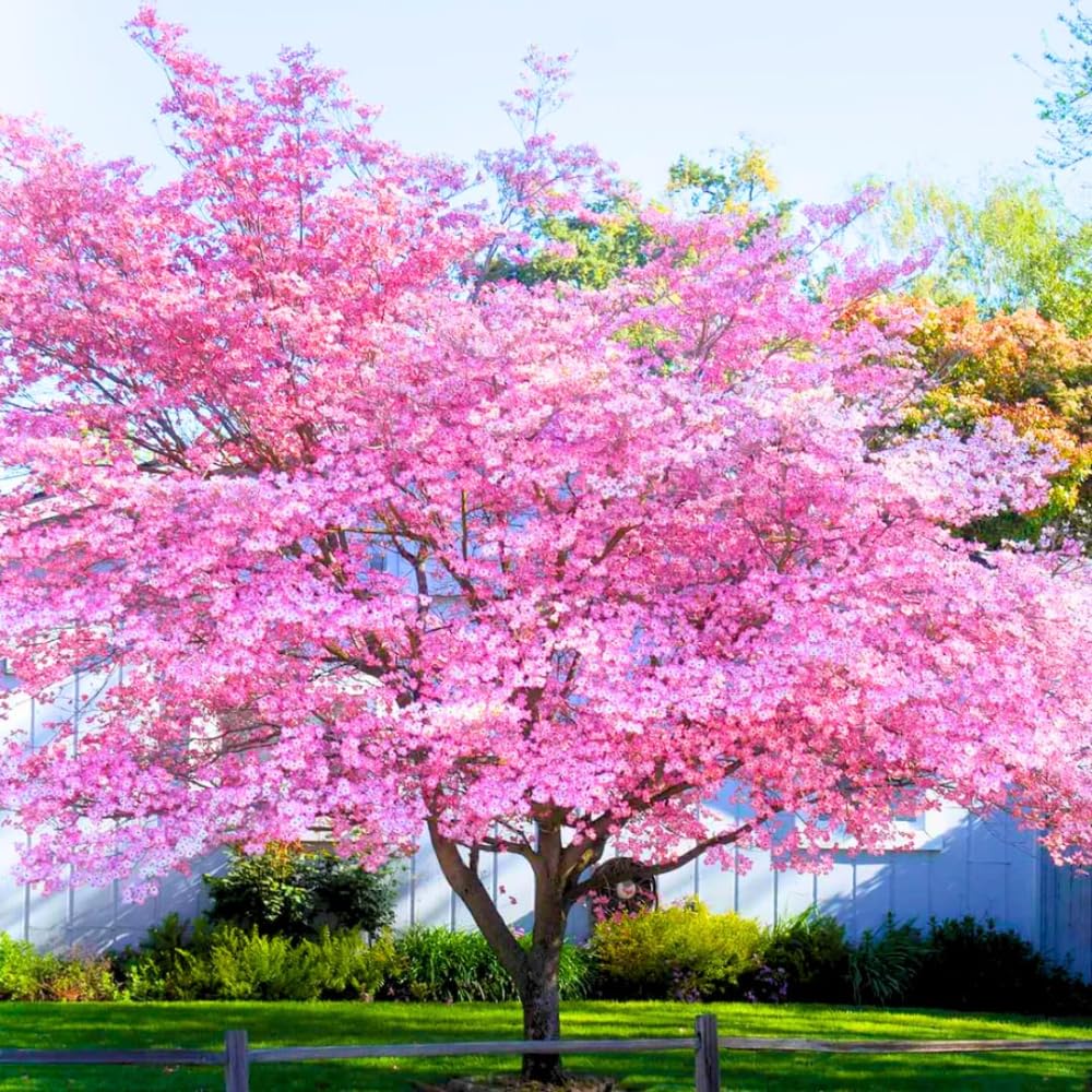 Pink Dogwood Tree Live Plant for Planting Outdoor, 8-14 Inch Tall, in Quart Pot, Dogwood Live Plant Dogwood Bush, Dogwood Plant Live