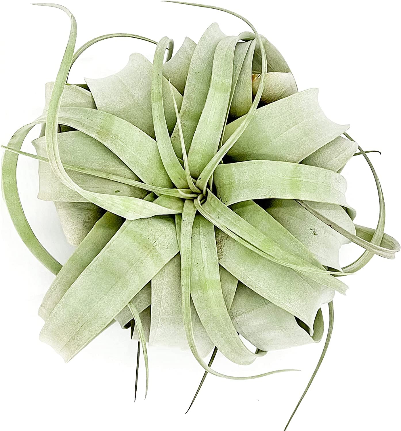 ragnaroc Air Plants - Tillandsia Xerographica, Large 5-7” - 1ct - Live Arrival Gauranteed - House Plants for Home Decor & Gift
