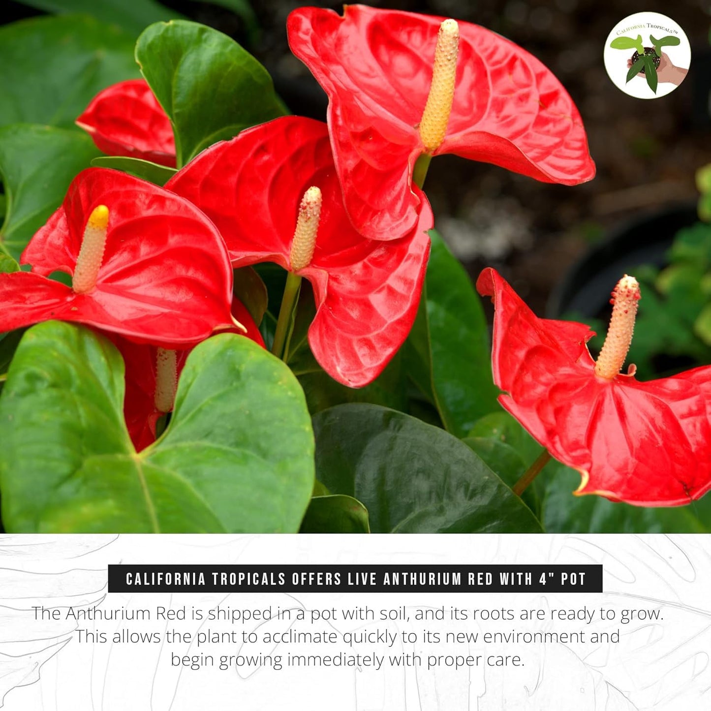 Anthurium Red 6 Inch Pot - Live House Plants Indoor,for Easy Care, Perfect for Office, Home & Flamingo Decor, Real Plant, Plant Gift, Flowering Plants, Sympathy Flowers Sold by California Tropicals