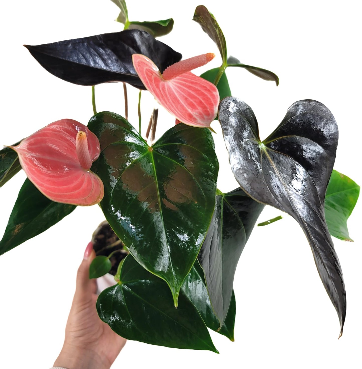 Anthurium Rainbow Champion Plant in 4" Pot - Colorful Blooms - Long-Lasting Blooms and Lush Foliage - Easy-Care Indoor Plant - CA Seller - Air Purifying Plant (Small, 4" Pot)