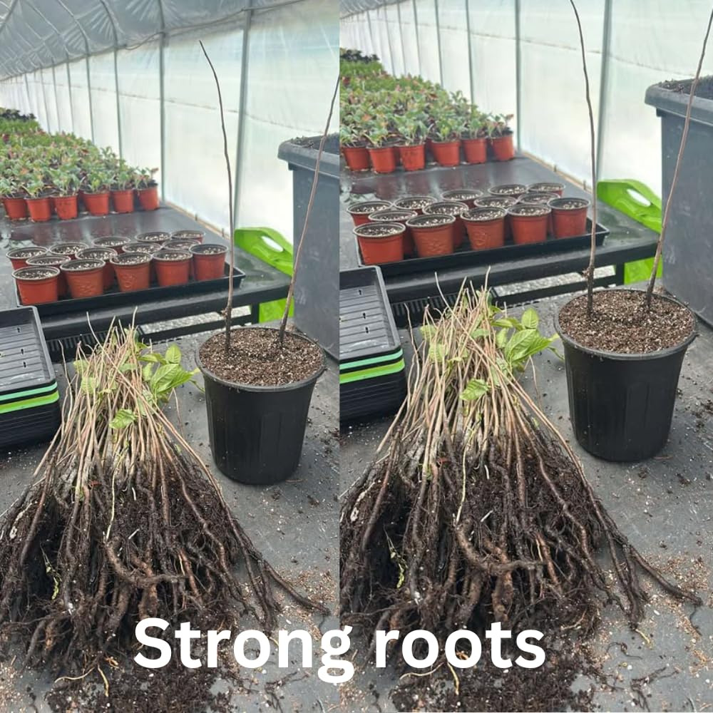 Pack 2 Paw Paw Trees Live Plants, Potted Pawpaw Seedling Plants, 1 Year Old Well Rooted, Common Pawpaw Asimina Triloba, No Leaf in Winter
