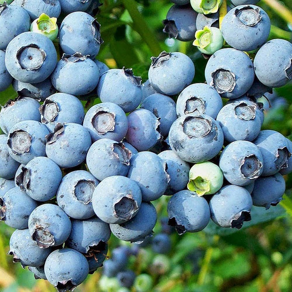 Mixrug 500+ Blueberries Seeds Organic-Heirloom Blueberry Seeds Non GMO Fruit Tree Seed-Dwarf Blue Berries Heirloom Berry Seed Easy to Grow for Planting Outdoors