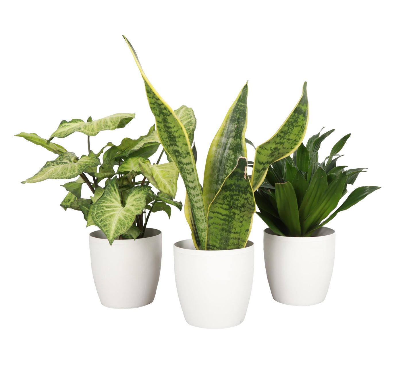 Thorsen's Greenhouse Low Light Houseplant Set, Easy Care Plants, Set of 3 Plants, Live Indoor Plants, 4" Diameter, Classic Pots (White)