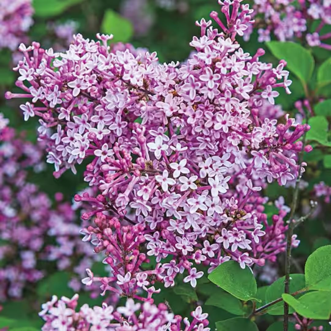 2 Kim Lilac Bushes Trees Live Plants 8-12 Inches Tall, Well Rooted in Quart Pot, Fragrant Spring Flowering Outdoor Plant (Light Pink Lilac Shrub)