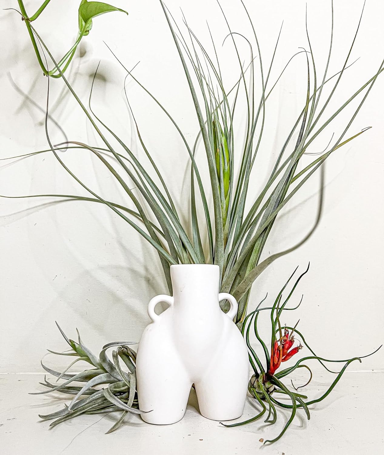ragnaroc Air Plants - Tillandsia Variety Pack, Jumbo 5-9" - 3ct - Live Arrival Guaranteed - House Plants for Home Decor & Gift