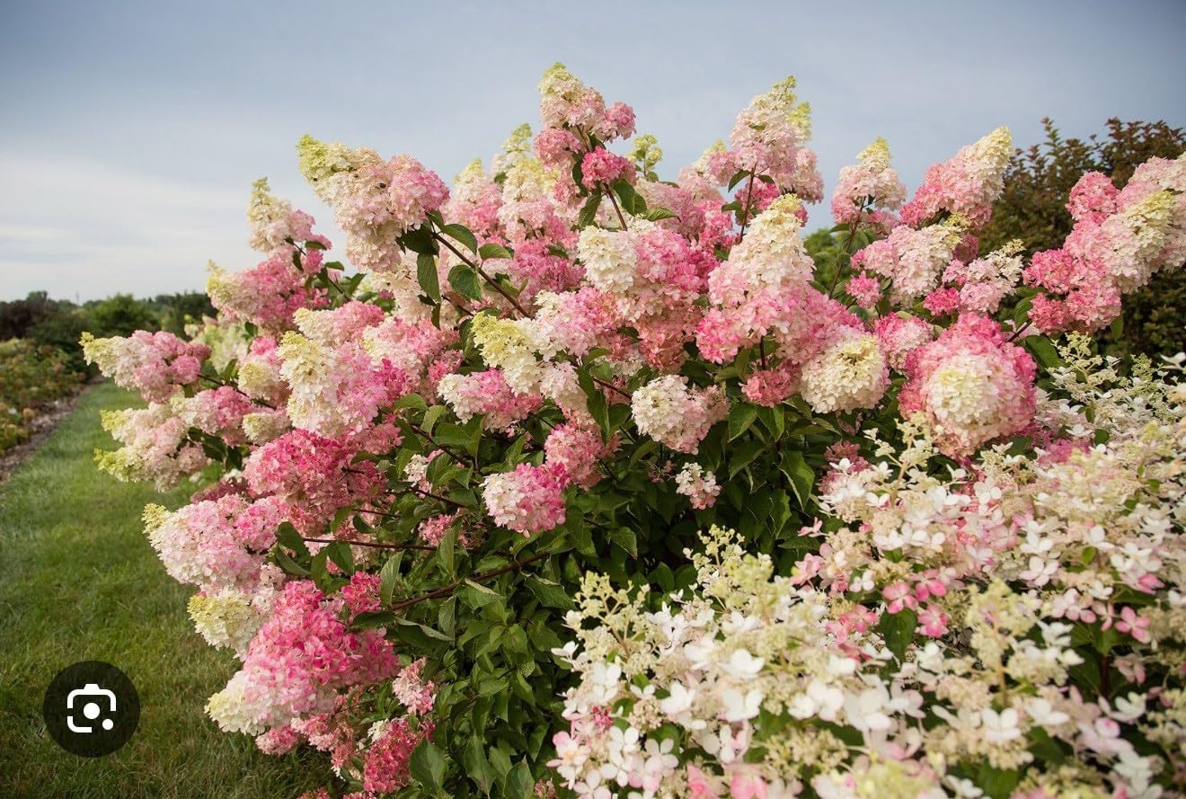 Live Plant - Hydrangea Well Rooted Starter Plant