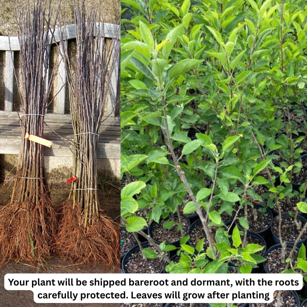 Honey Crisp Apple Tree Live Plant, Apple Plant Live for Planting, Bareroot 2-3 Feet Tall, Apple Fruit Tree Ready to Grow Your Garden