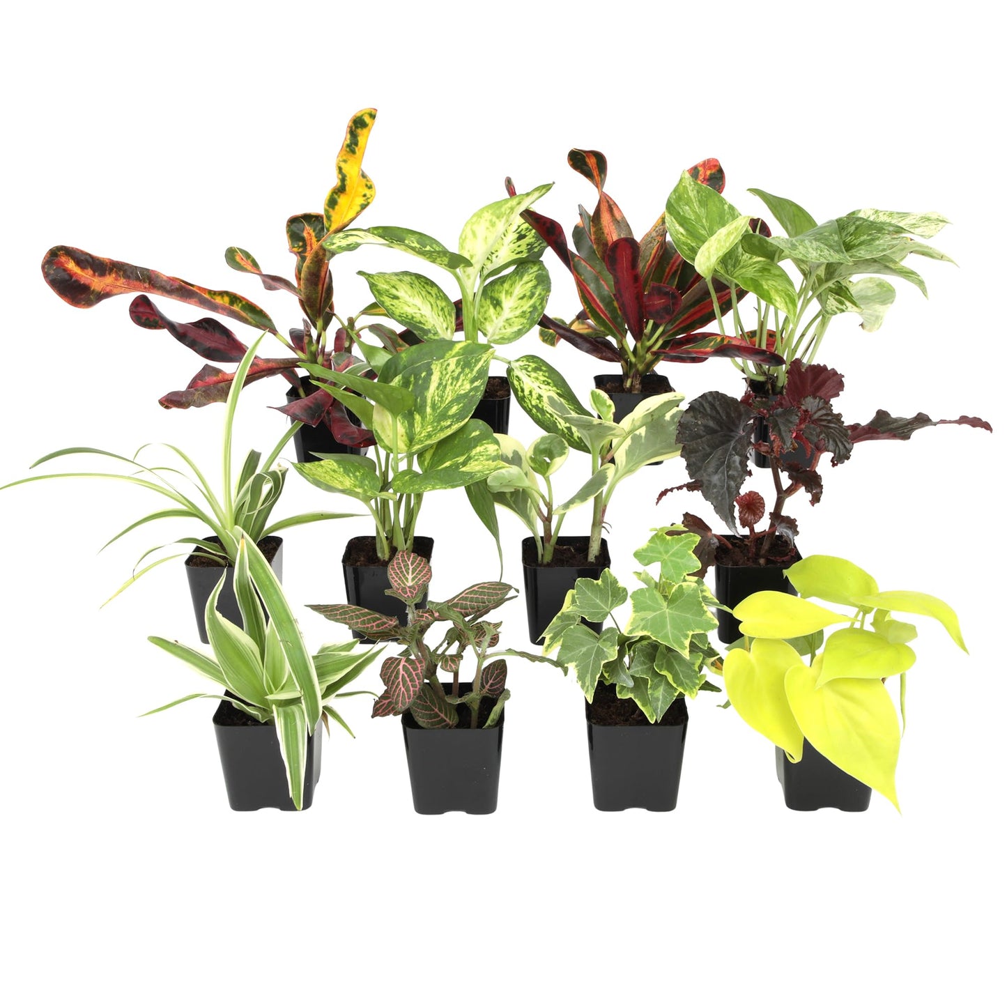 Easy to Grow Houseplants (12 Pack) Live House Plants in Plant Containers, Growers Choice Plant Set in Planters with Potting Soil Mix, Home Décor Planting Kit or Outdoor Garden Gifts by Plants for Pets