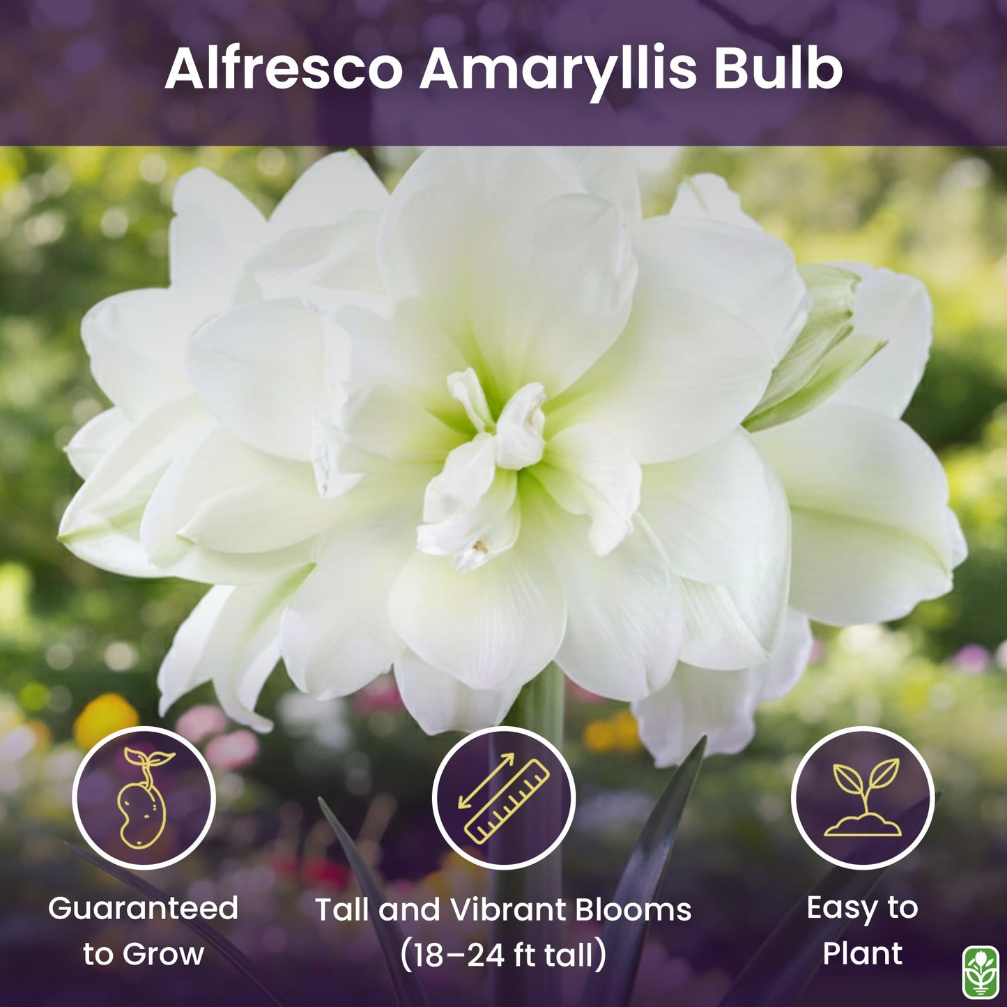 Alfresco White Amaryllis Bulb – Large Bulb for Planting, 4-8 Very Large Blooms, 16–24" Tall – Elegant Indoor & Outdoor Plant – Ideal for Seasonal Decor – Low-Maintenance Amaryllis Bulb (Not in Wax)