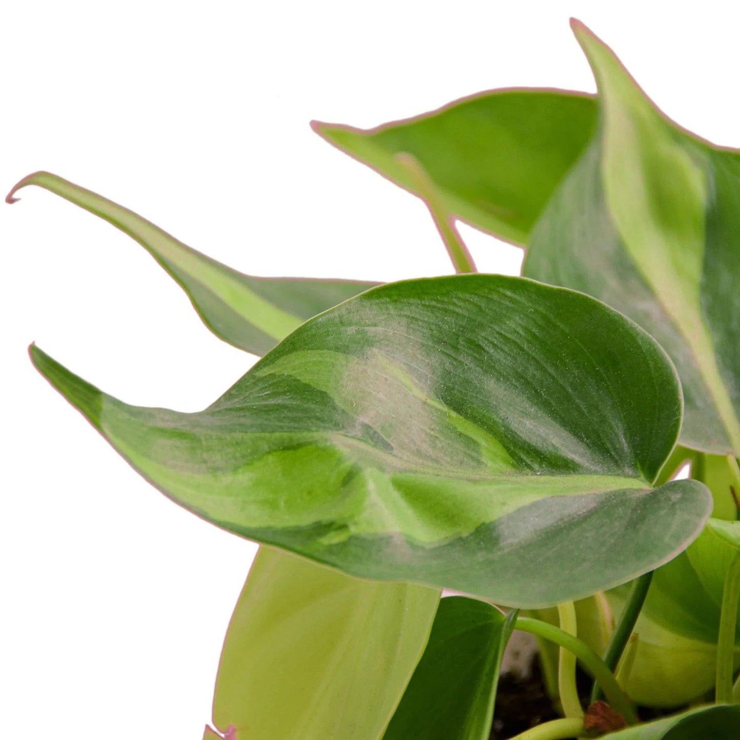 Philodendron 'Brasil' in 3in Pot - Live Tropical Houseplant - Easy to Grow | Air Purifying | Variegated | USA Growers | The Snobby Leaf