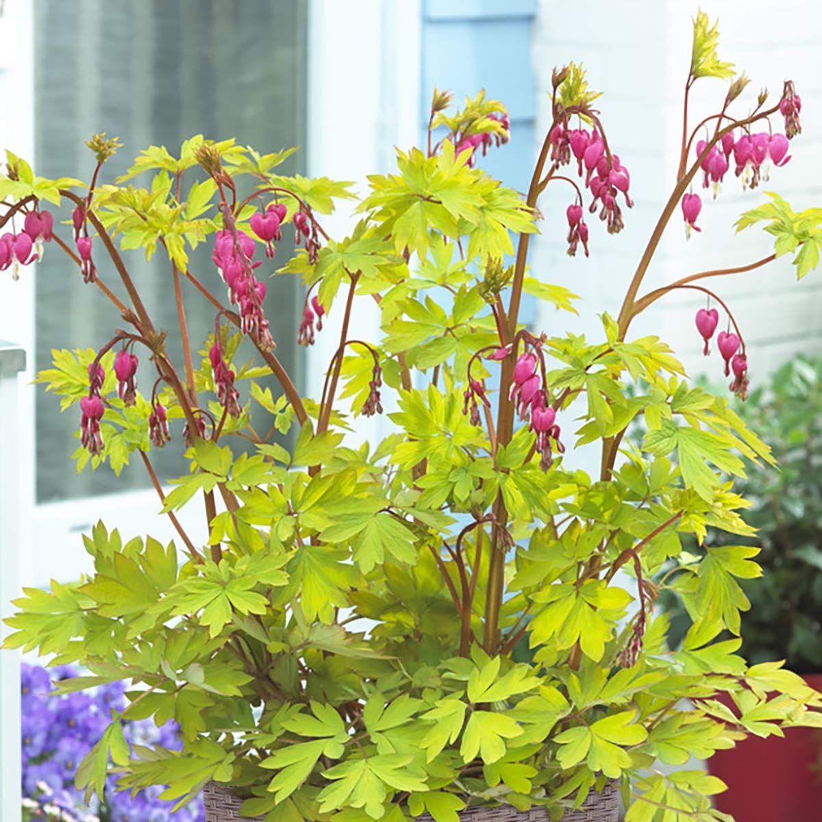 VAN ZYVERDEN Bleeding Heart Patio Kit with Decorative Ratten Planter, Planting Medium and 1 Root, Pink