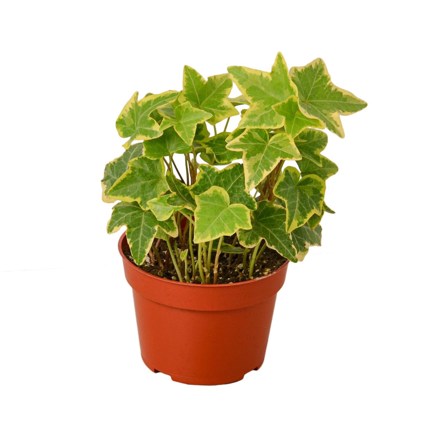 English Ivy Gold Child | Live Plant for Indoor & Outdoor | for Living Room, Office, Bathroom | (3" Pot)