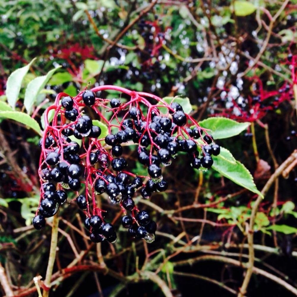 Black Elderberry Plants Live, 2-3ft Tall, Black Elderberry Bush Shrub for Outdoor Planting, Perennial Berry Fruit Trees