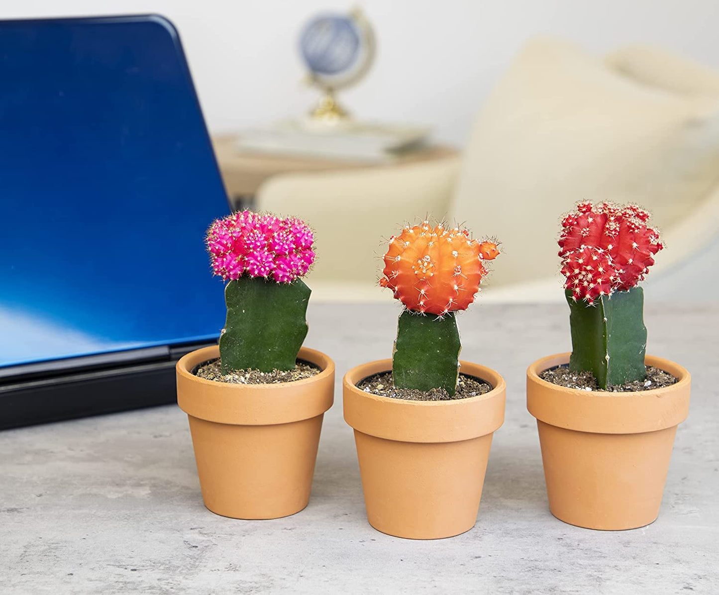 Grafted Cactus Succulent 3PK in 3" Terracotta Pots, Live Succulents & Mini Cacti Plant Gift, Real Houseplants for Home or Office, Easy Care Houseplant Trio by Plants for Pets