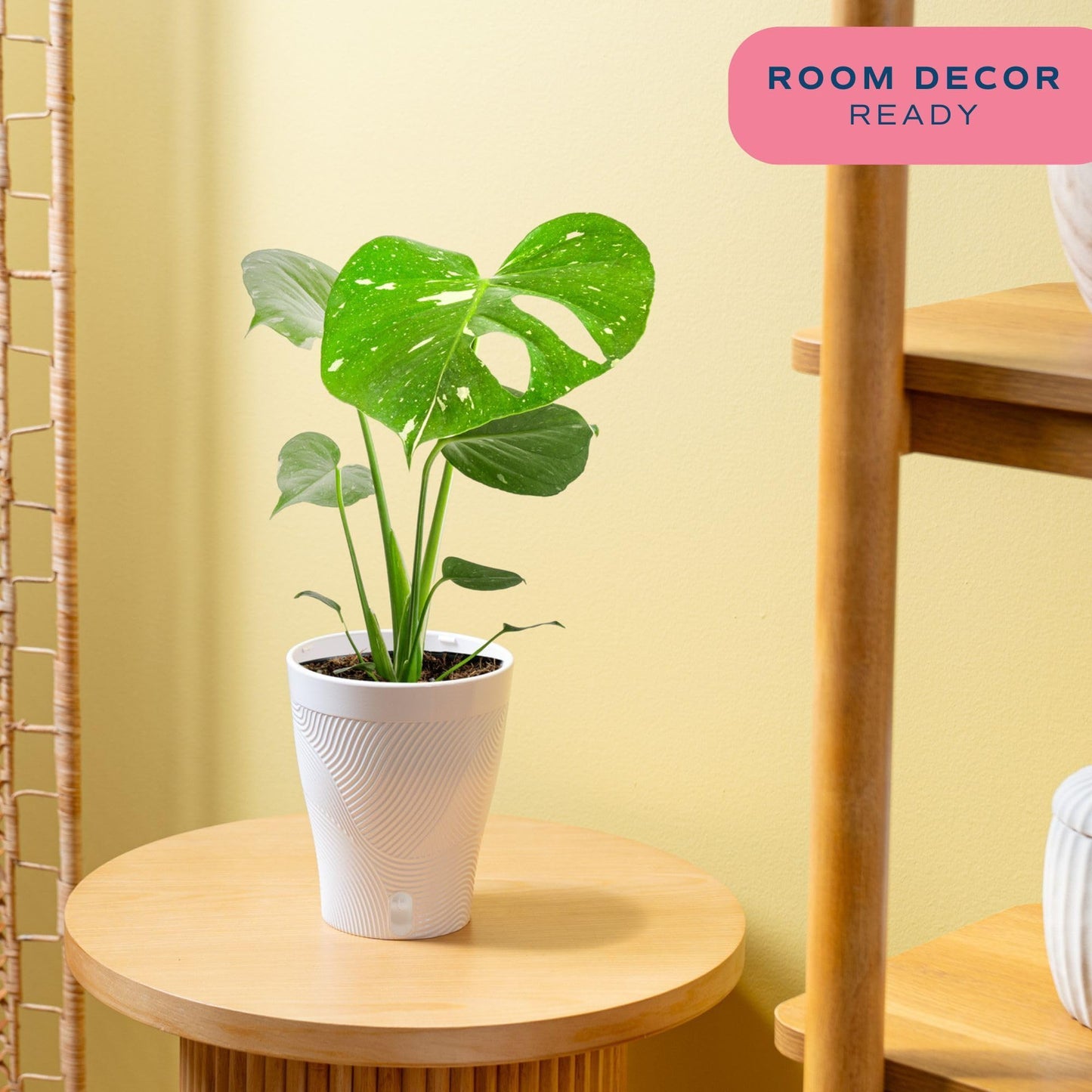 Costa Farms Thai Constellation, Variegated Monstera Live Plant in Self Watering Pot, Indoor Houseplant, Home, Room, or Office Decor, House Warming or Birthday Gift, 12-18 Inches Tall