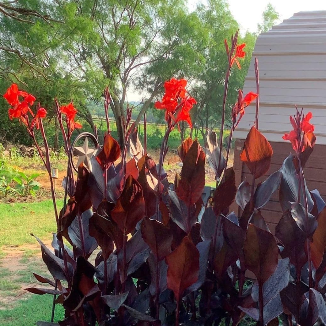 Australia Canna Lily Bulb – Deep Crimson Blooms, Dark Chocolate Bronze Foliage, Tropical Garden Perennial, Zones 3–9, 4–5 Ft Tall, Summer Rhizome, 1 Bulb