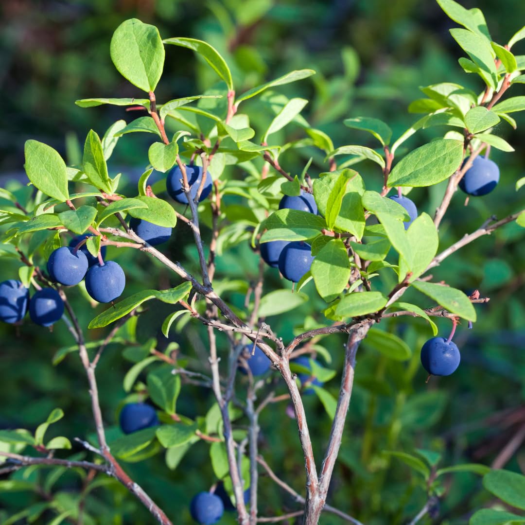 Small Huckleberry Live Plants, 3-4 Inch Tall Bare Root Seedlings, Vaccinium Native Berry Shrub, Edible Fruit Bearing Plant for Landscapes