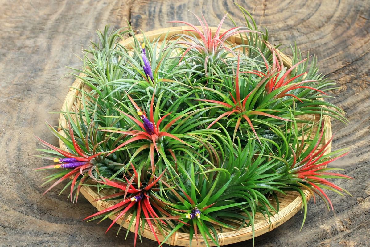 9 Red Tillandsia Air Plants Live House Plant, 9 Plants, Air Plants for Garden, Tillandsia Plants Live, Sucullent Plants Live