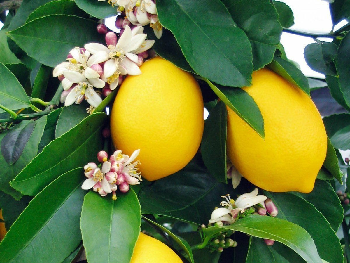 Live Plant - Improved Meyer Lemon Tree - Semi-Dwarf - 18-36" Tall Live Citrus Plant - Potted