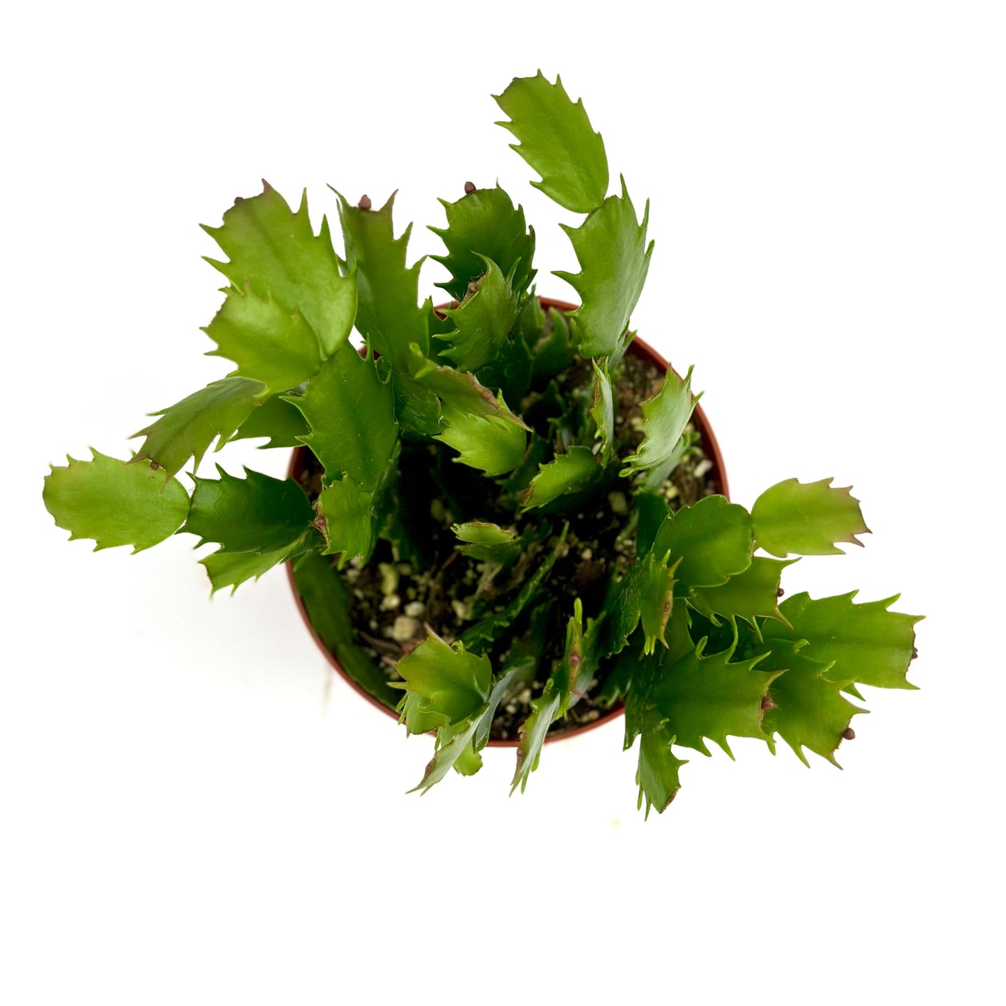 Christmas Cactus Plant Live - Perfect Holiday Decor, Thanksgiving Table Decorations, Christmas Room Decor - Rooted Indoor Live Plant (8" Height) (Heat Pack Included)