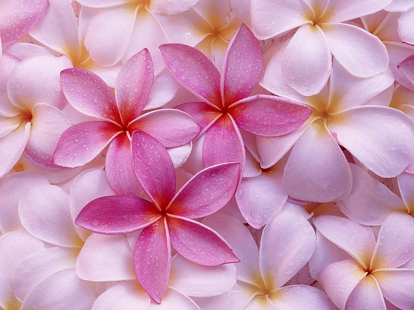 Pink Plumeria Plant Cuttings Live Hawaiian Tropical Plants 9-12 inches Long 1 Pack Discount Hawaiian Gifts