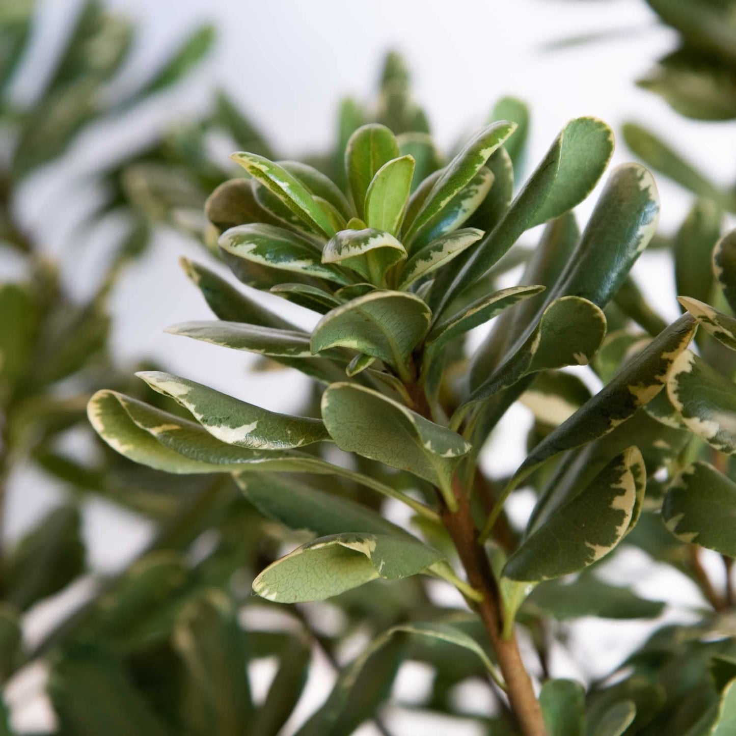 Variegated Pittosporum 'Japanese Mock Orange' (2.5 Gallon) Evergreen Shrub with Green and Cream-White Foliage - Part Sun Live Outdoor Plant