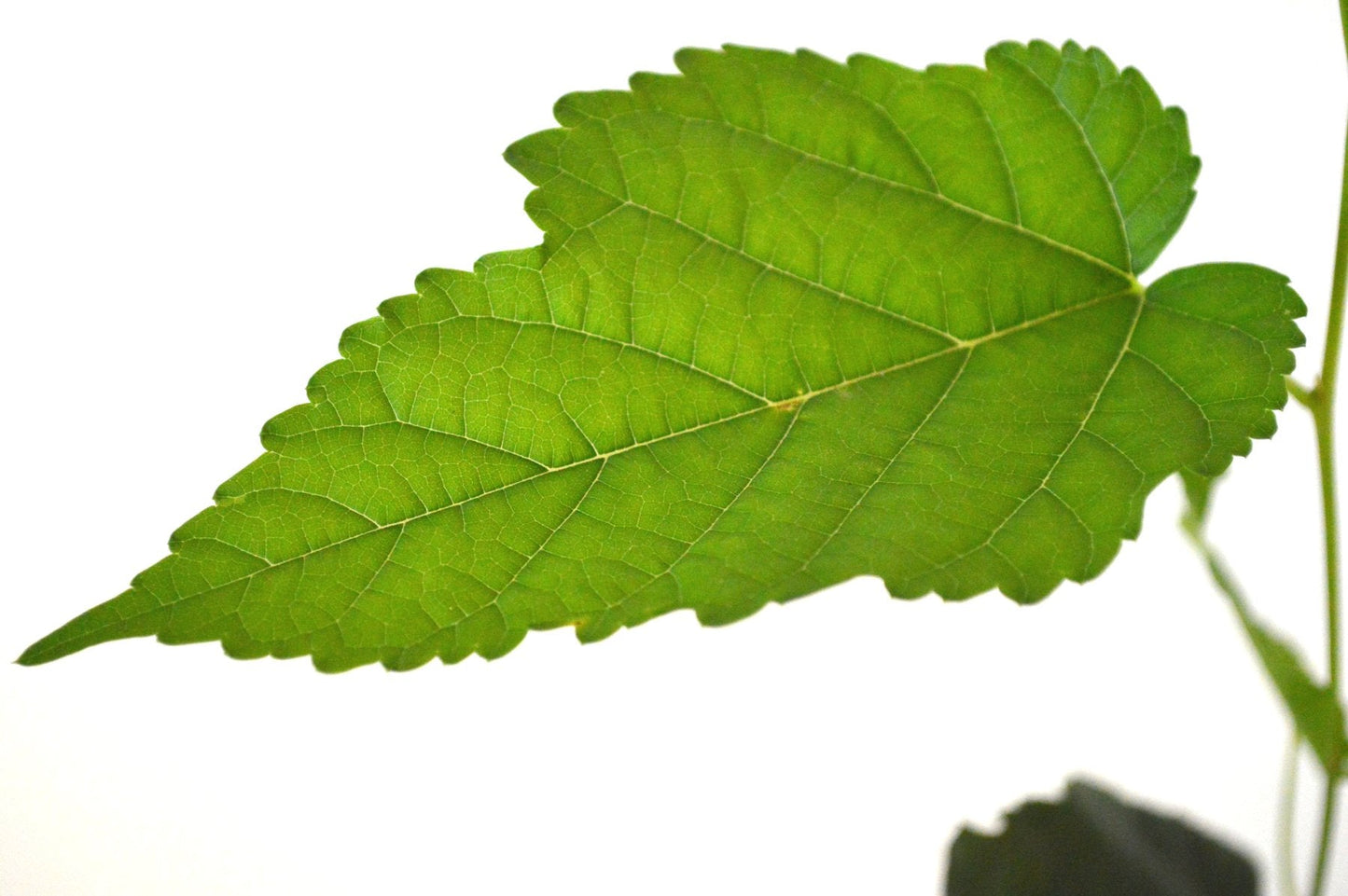 Dwarf Everbearing Mulberry Plant - Morus nigra - Sweet Fruit - 4" Pot