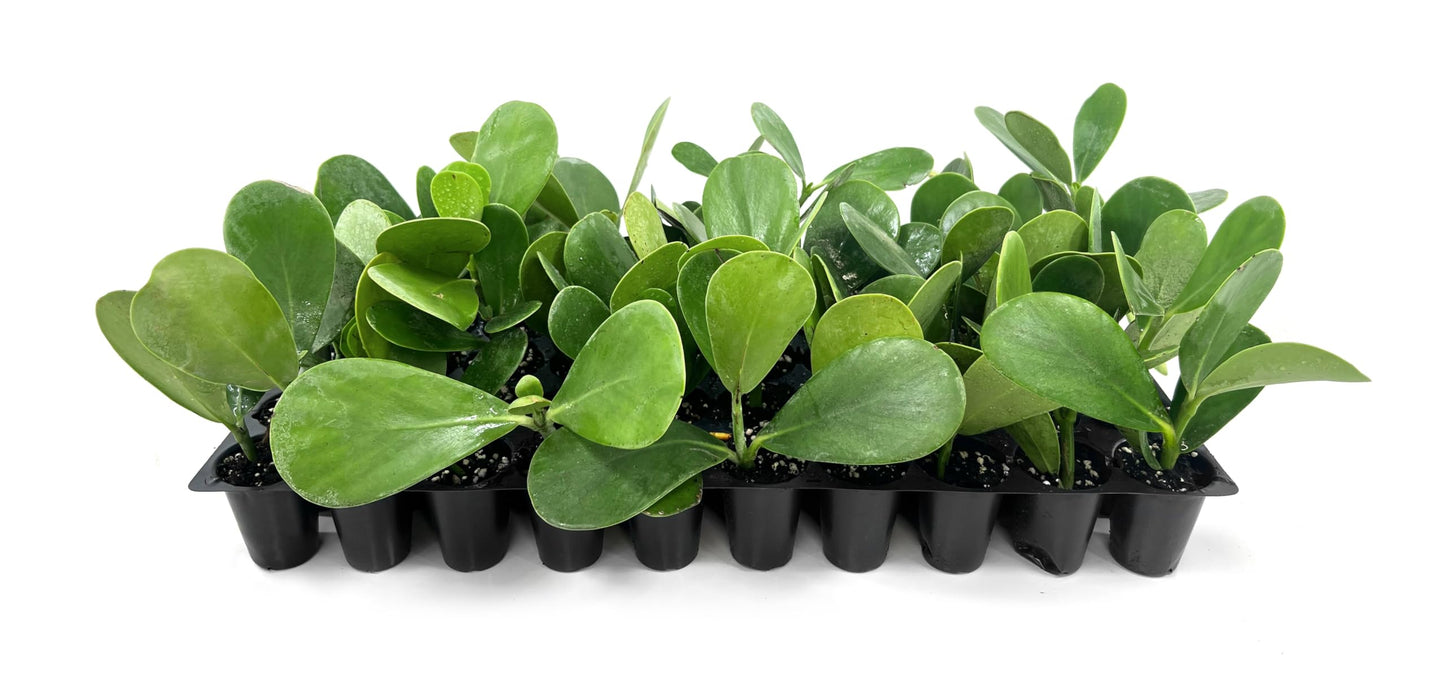 Clusia Guttifera Small Leaf | 20 Live Plants | Clusia guttifera | Privacy Hedge Plants | Evergreen Shrub for Tropical Landscaping