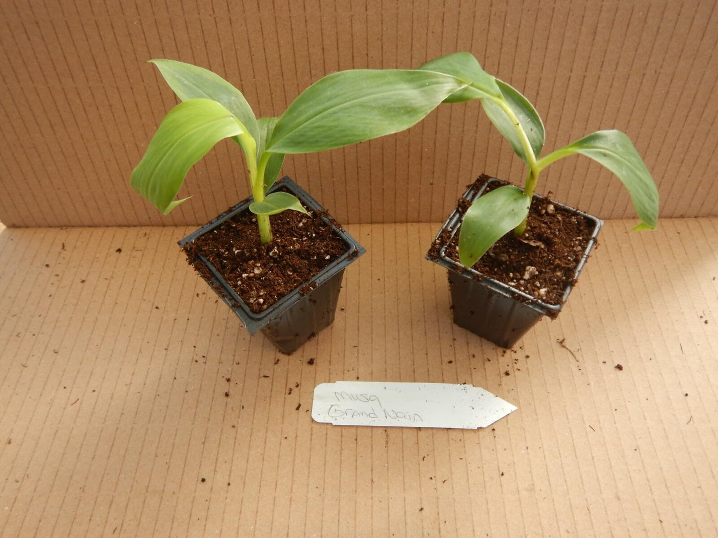 Live Plant - Gran Nain Banana Tree - Musa acuminata - Rooted Starter Plant - Popular Store Banana