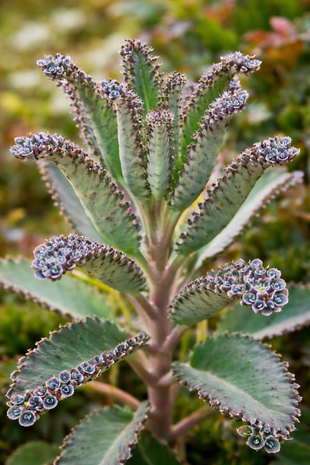 Mother of Millions Starter Plant – Live Succulent in 2 Inch Starter Pot – Rare Colorful Kalanchoe, Easy-Care Houseplant