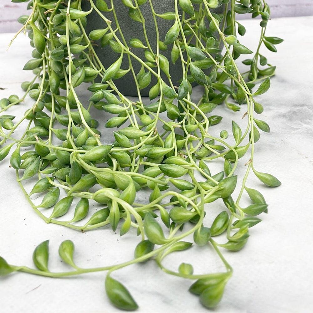 String Plant Live 4 Inch Pot, Rare Succulents Plants in Hanging Baskets, Trailing Succulent Houseplant for Home Office (String of Banana)