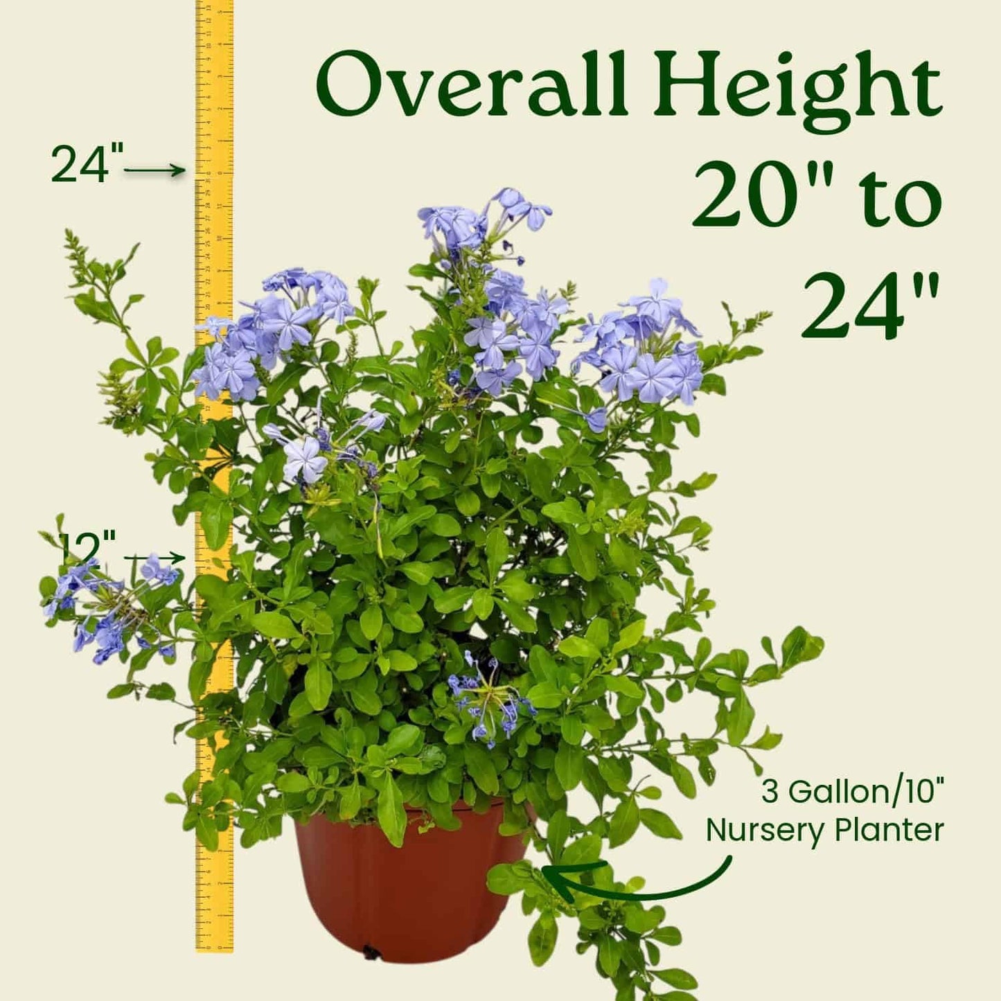 Plumbago Plant Imperial Blue - Live Flowering Plant - Overall Height 20" to 24", 3 Gallon Pot - Tropical Plants of Florida