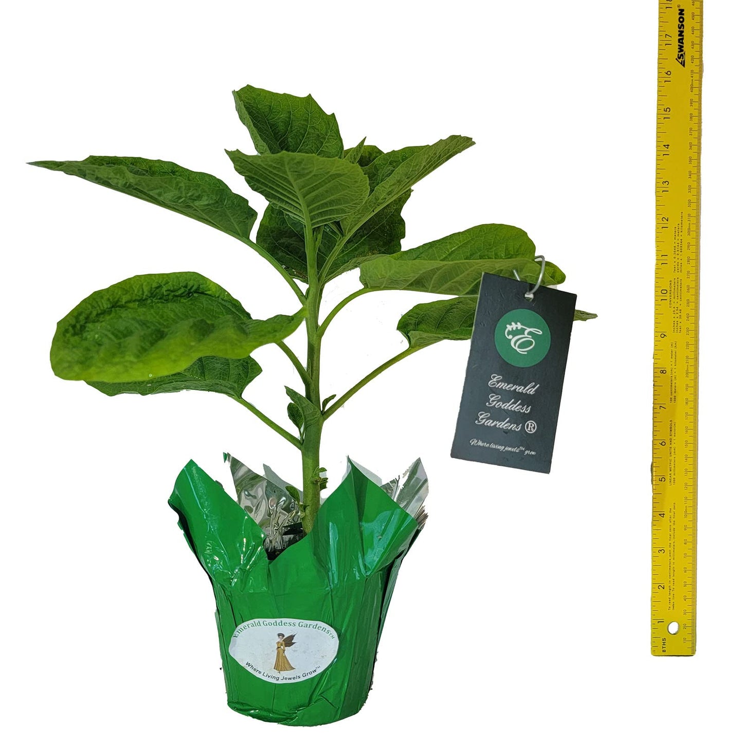 Angels Gold Face Brugmansia Live Plant Unusual Fragrant Golden Yellow Apricot Double Trumpet Flowers Starter Size 4 Inch Pot