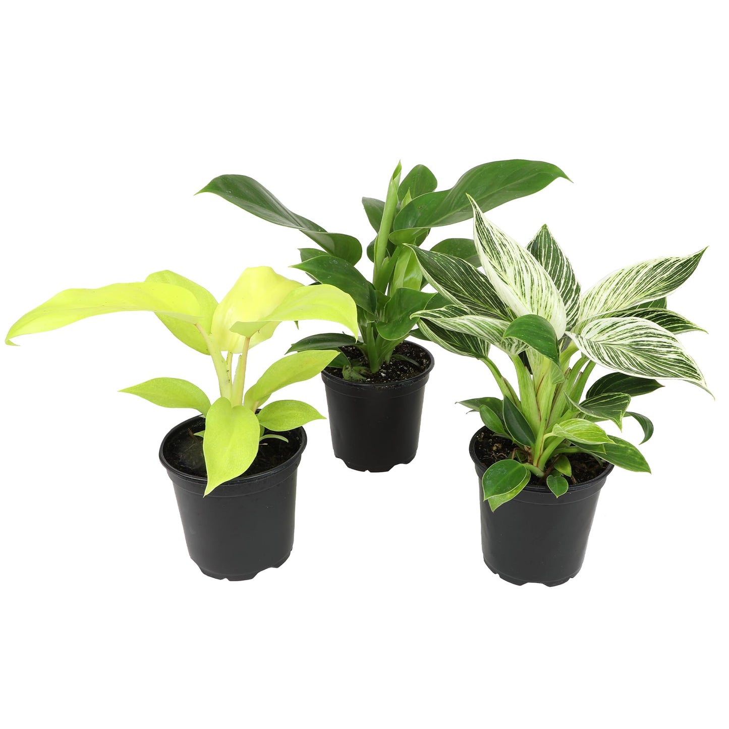 Live Philodendron Houseplants (3PK) Indoor Houseplant Philodendrons Mix Pack, Real Plant Box, Rotating Assortment