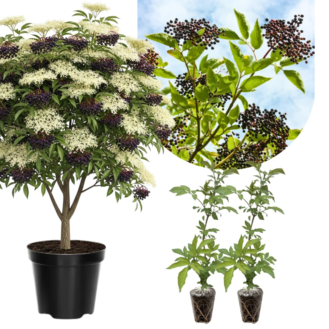 2 Black Elderberry Plants Live for Planting 6 to 12 Inch Tall, American Elderberry Trees Live Plants, Sweet Elderberries Fruit