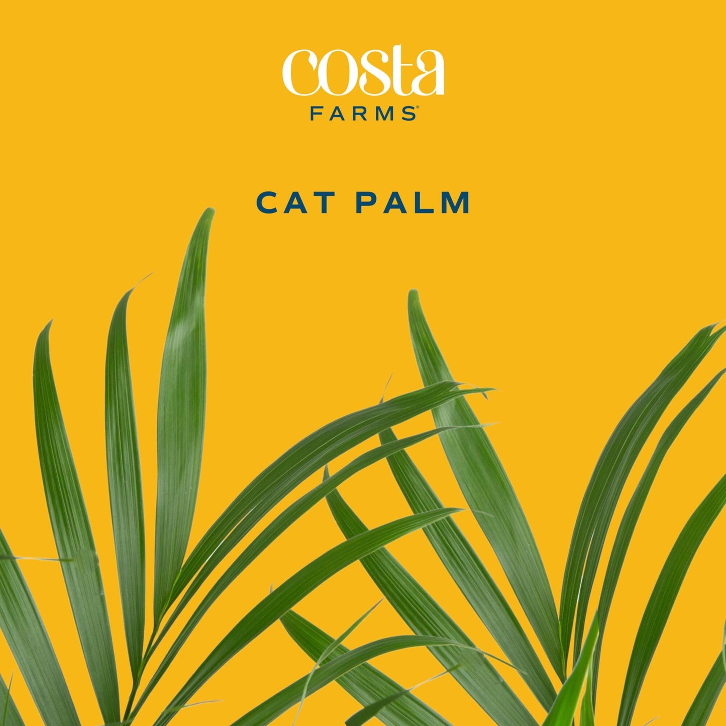 Costa Farms Cat Palm Live Plants in Decorative Pot, Large Indoor Houseplant, Perfect for Home, Room, or Office Decor, Great House Warming or Birthday Gift, 3-4 Feet Tall, Pack of 2