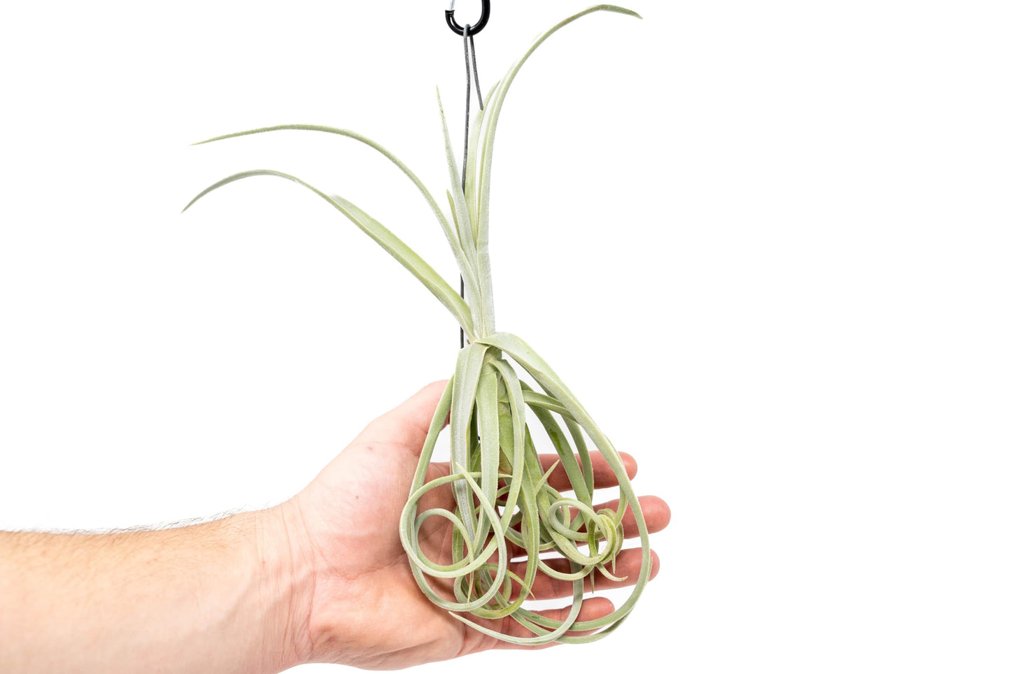 Tillandsia Duratii - Live Tillandsia Succulent House Plants - Home and Garden Decor - Easy Care Indoor/Outdoor Plants (Pack of 1)