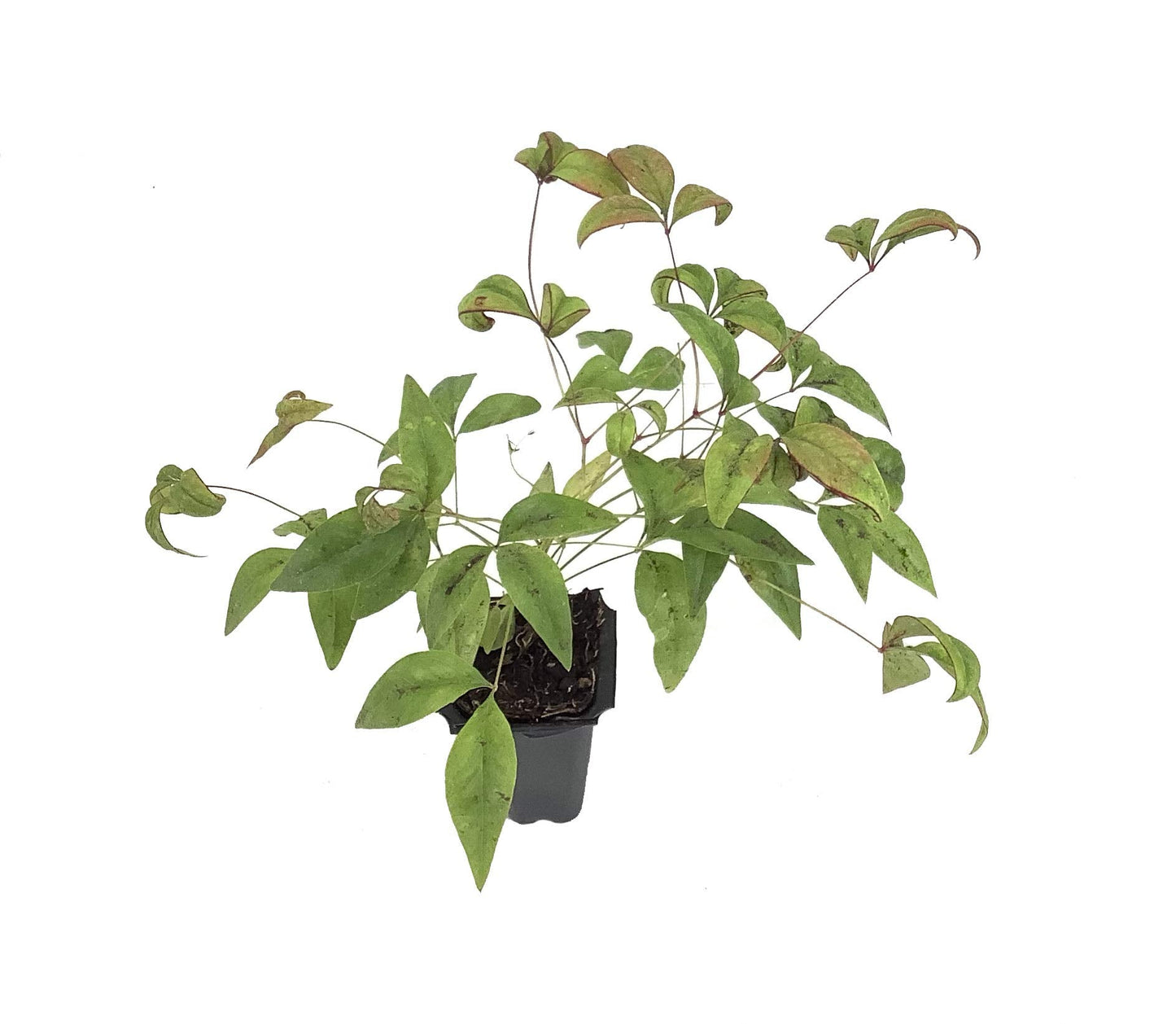 Firepower Heavenly Bamboo | 10 Live Plants | Nandina Domestica | Compact Ornamental Shrub, Year-Round Color, Low Maintenance, Bright Red Foliage, Outdoor Landscape, Garden Accent