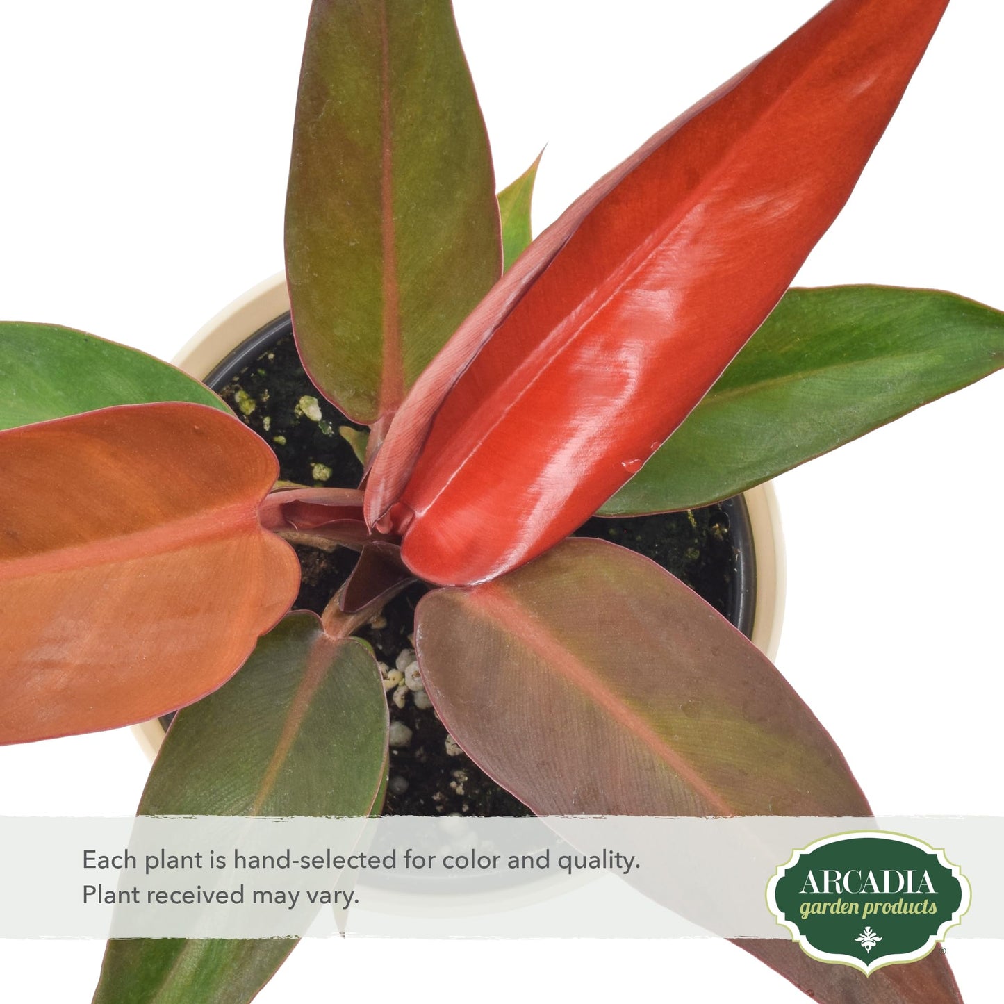 Arcadia Garden Products Live Sun Red Philodendron Rare Indoor Houseplant in Plastic Pot, Tropical Plant Collector Gift for Home and Garden Decor, 4-inch, Beige