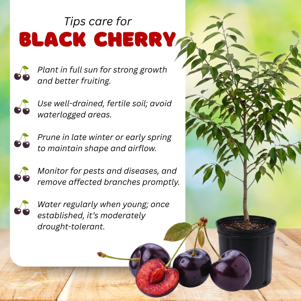 Pack 2 Black Cherry Trees Live Plants, Sweet Cherry Plant Live, Sweet Fruit Tree Plants, Wild Black Cherry Tree from 1 Feet Tall, Easy to Plant